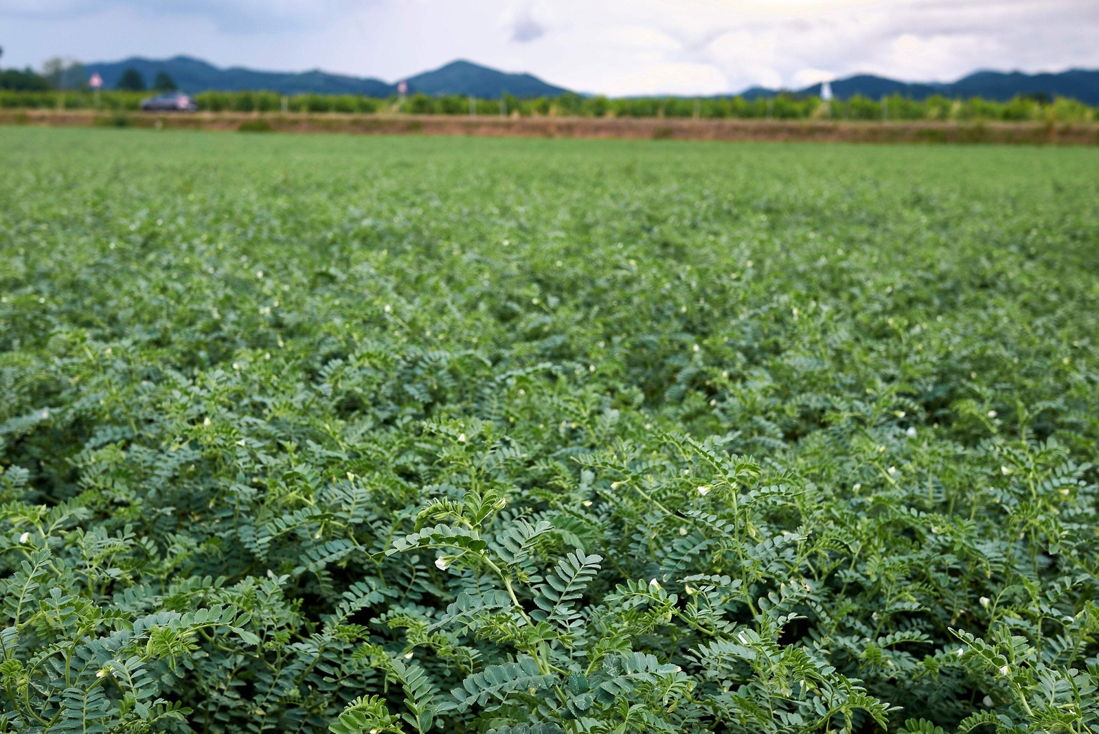 15 CHICK PEA / GARBANZO BEAN Chickpea Cicer Arientum Vegetable Seeds *Comb S/H