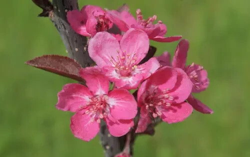 25+ Cardinal Crabapple Seeds for Garden Planting – USA – FREE SHIPPING!