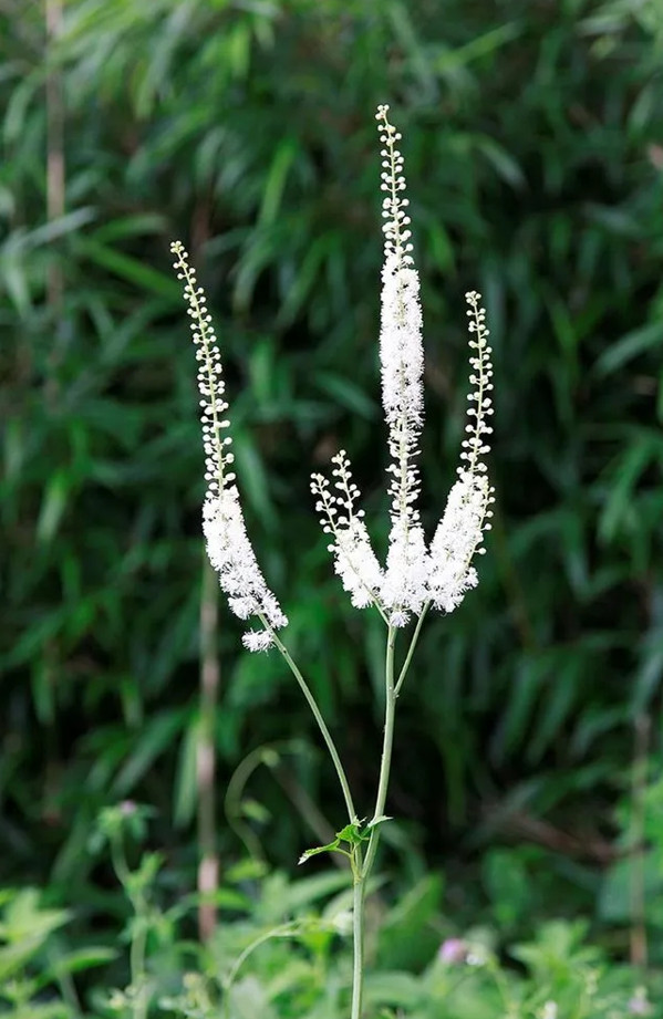 Black Cohosh – 5 Live Root Systems – No Ship to AK, HI & P.R.
