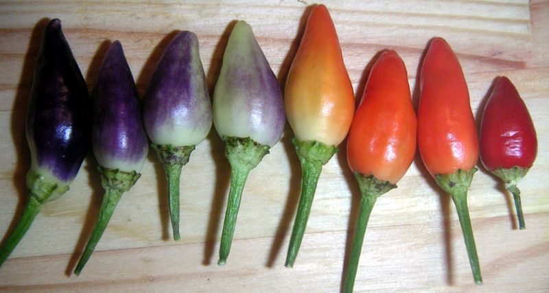 25 BOLIVIAN RAINBOW PEPPER MULTI COLORED CHILI Capsicum Annuum Vegetable Seeds