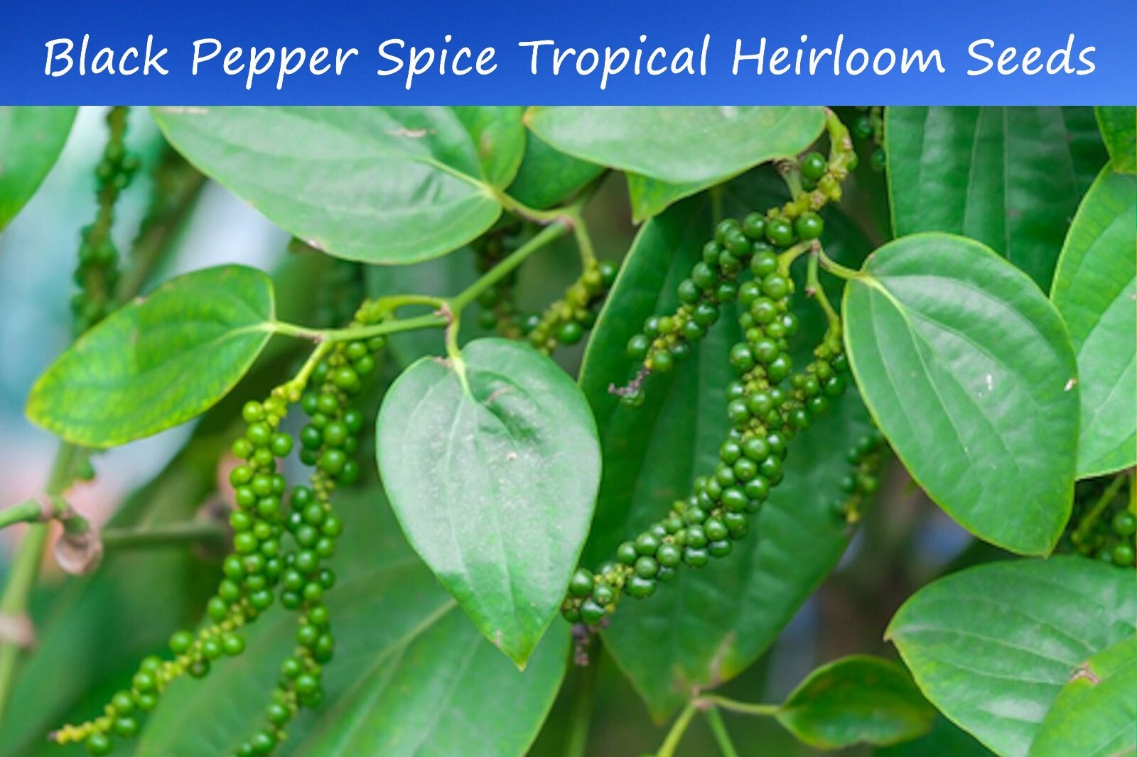 Tropical Seeds – Black Pepepr Spice- Piper Nigrum -20 Seeds – See Listing Below