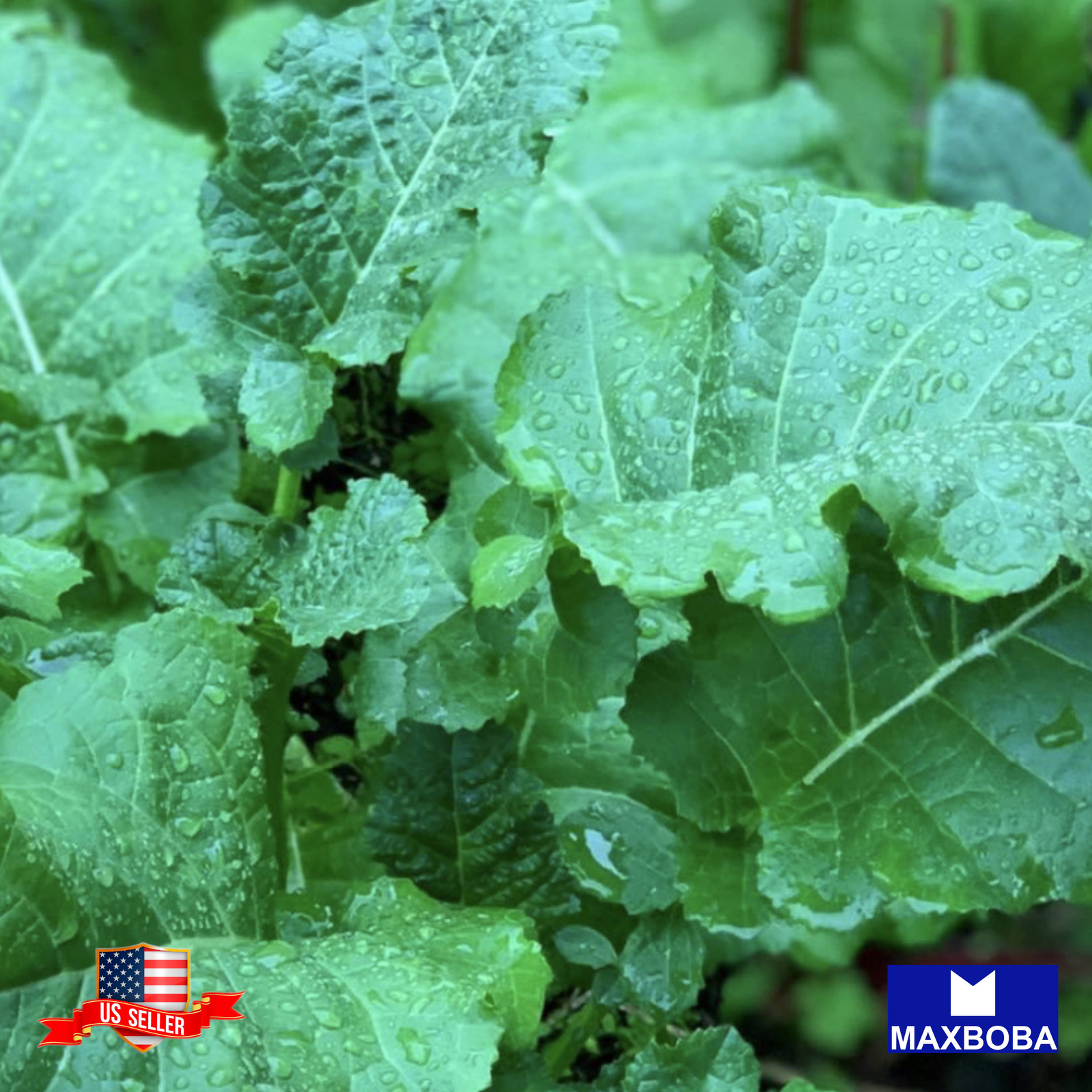 Kale Seeds Ethiopian Non-GMO Heirloom Vegetable