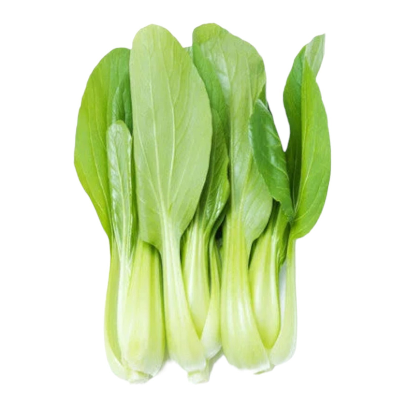 All Year Round Chinese Cabbage Seeds – 1000 Seeds – Non-GMO Heirloom Variety
