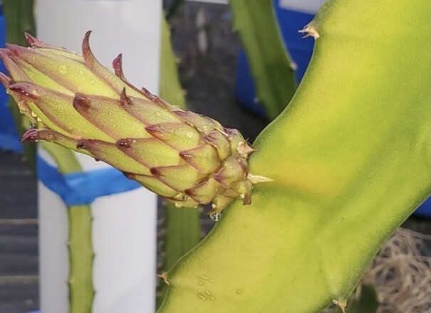 ULTRA RARE Desert King Dragon Fruit 2 feet long (1) flesh cutting
