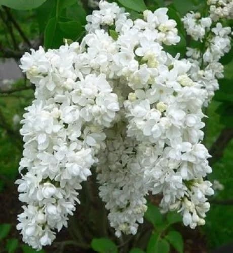 25 White Lilac Seeds – Fragrant Perennial Flowering Shrub Bush for Blooming