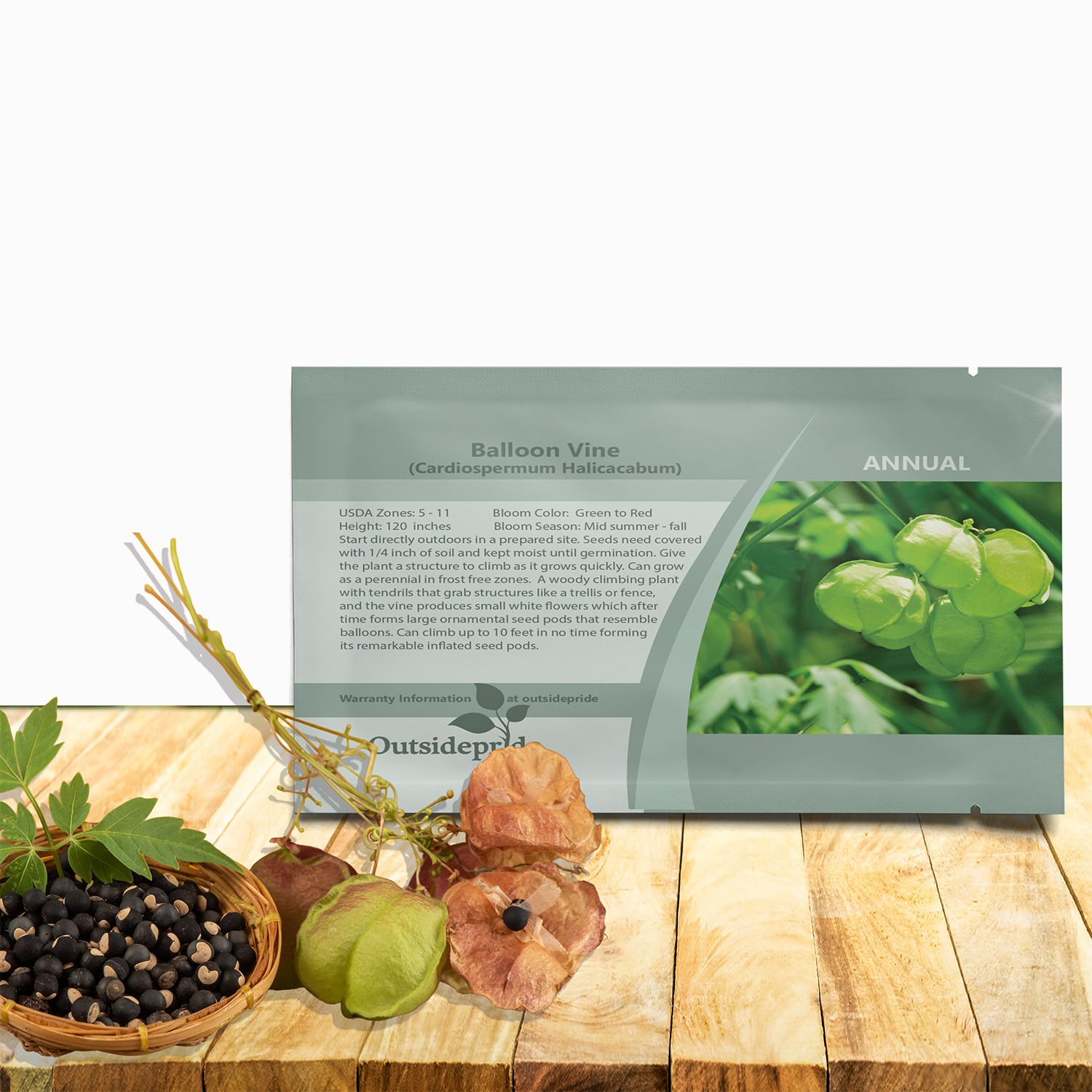 200 Seeds Cardiospermum Halicacabum Seeds – Balloon Vine Flower Seeds