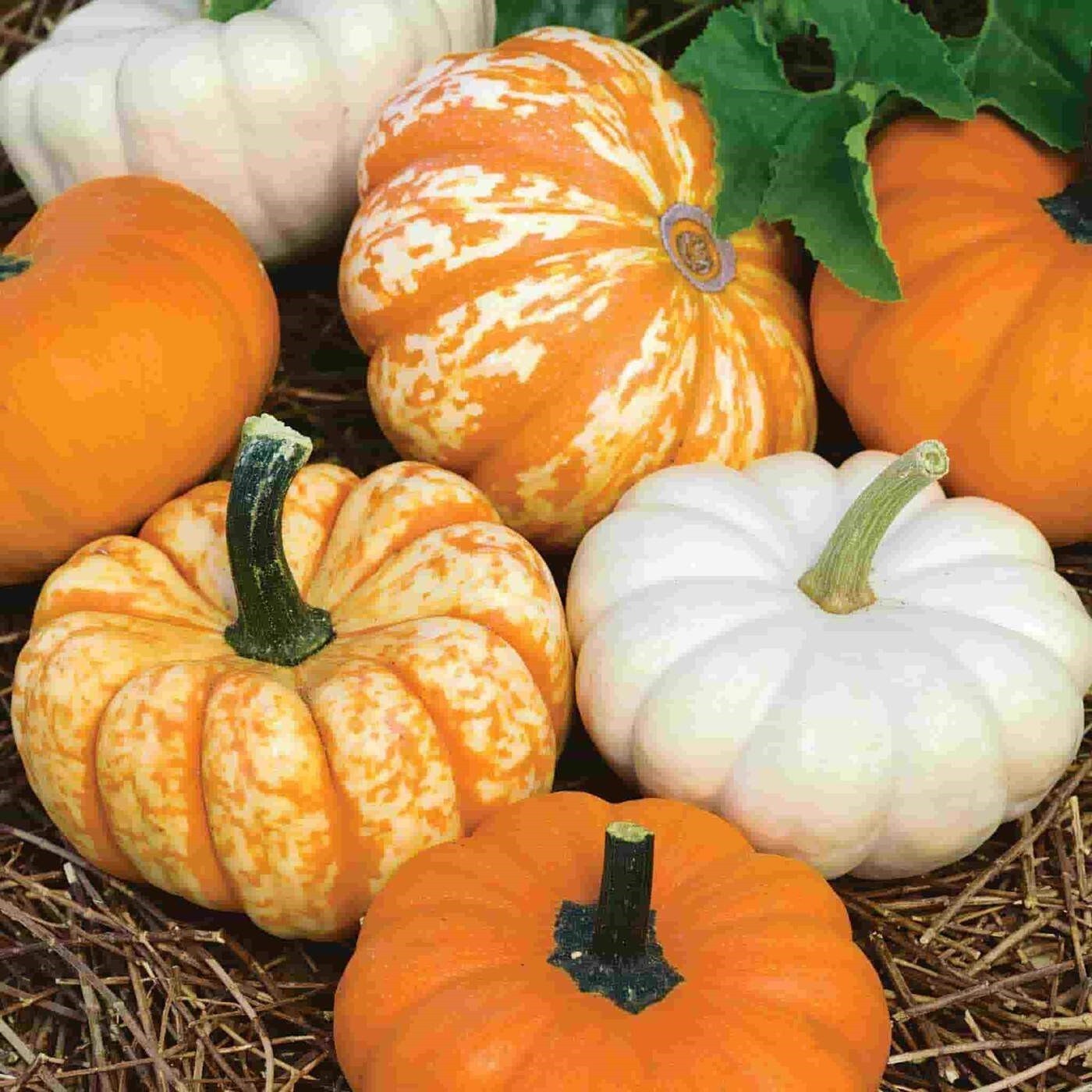 Mini Pumpkin Seed Blend