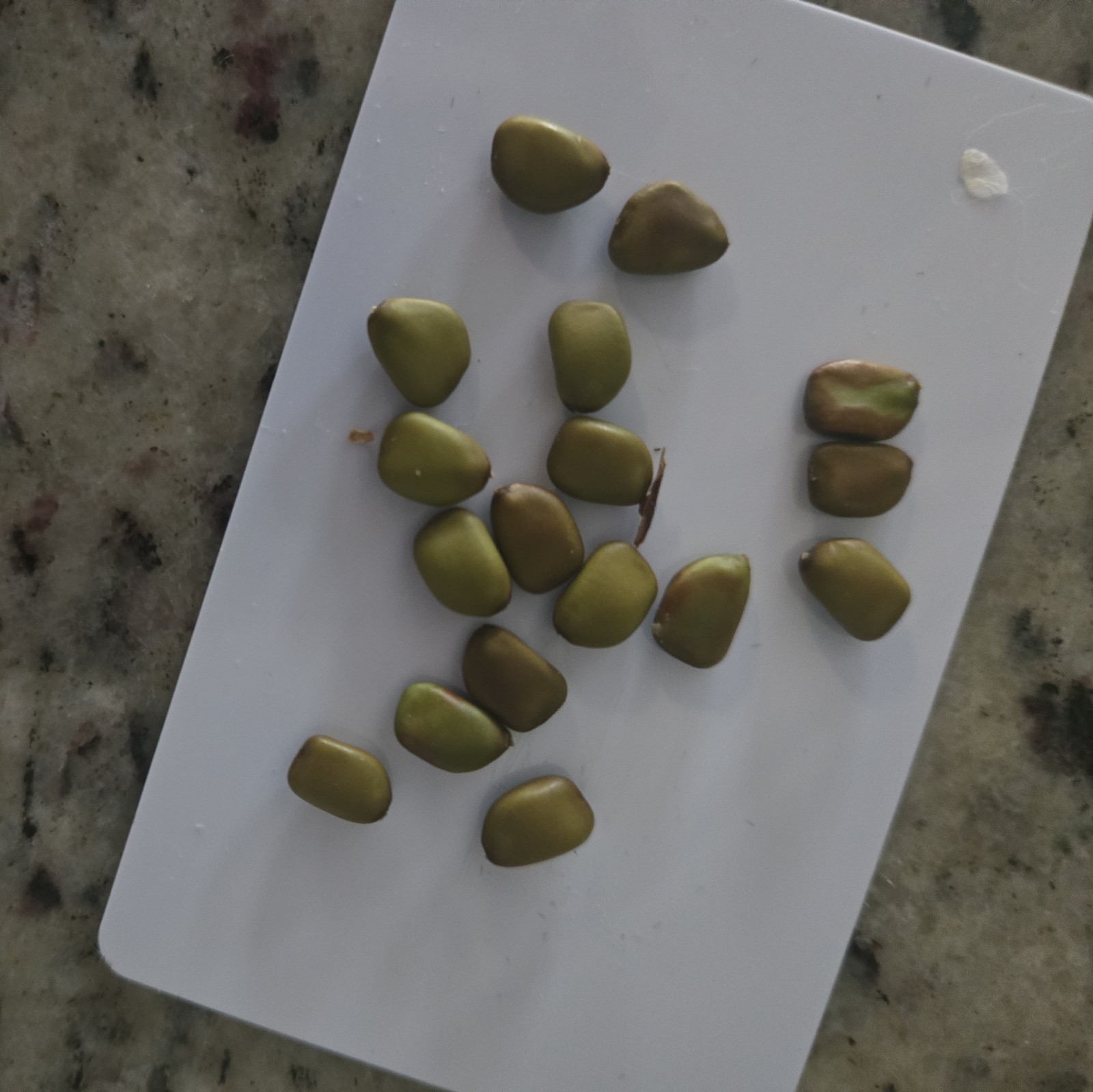 Yellow Pride of Barbados, Caesalpinia Pulcherrima – 20 Seeds 2025 – USA