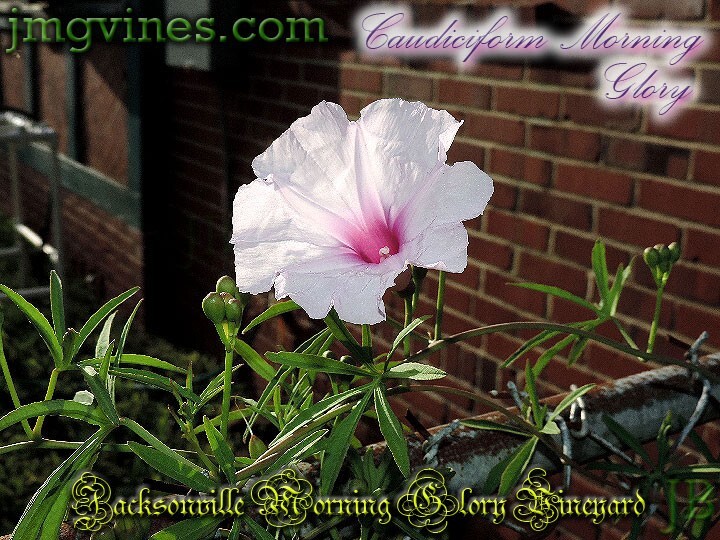 Caudiciform Morning Glory Ipomoea Platensis Evening Glory 5 Seeds