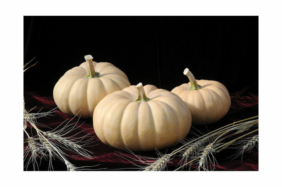 Autumn Crown Pumpkin- Comb. S/H!