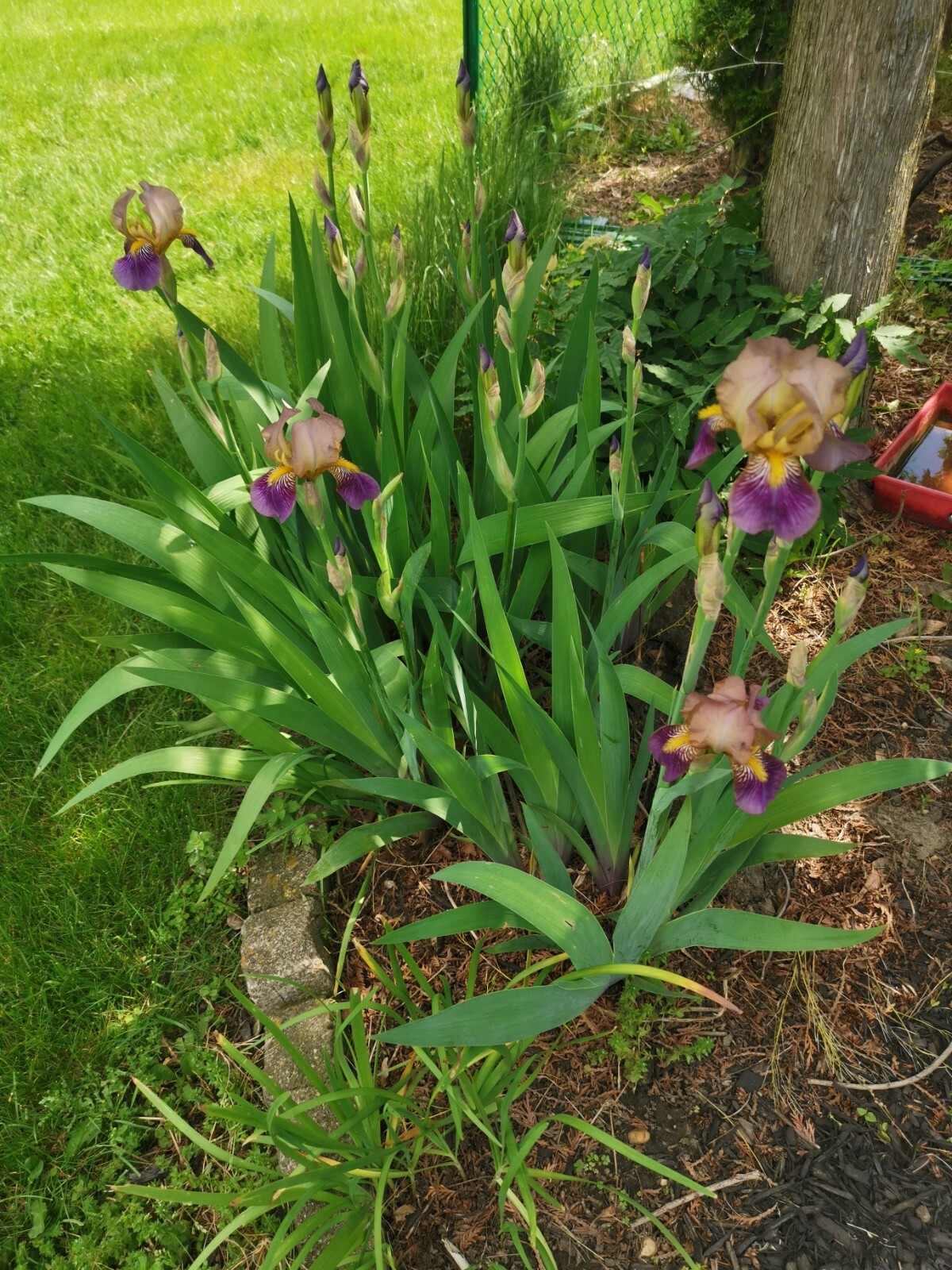 4 IRIS BULBS w/roots READY TO PLANT, Rare Light Purple Color