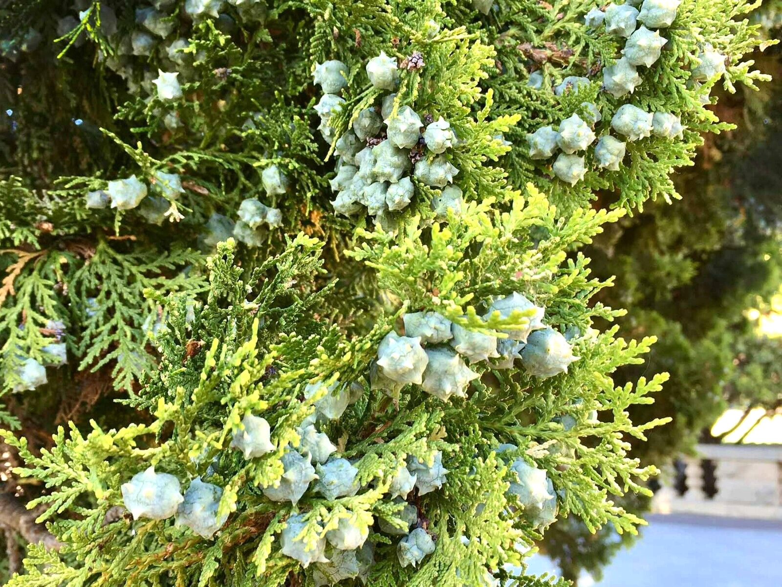 15 BLUE CONE ARBORVITAE SEEDS – Thuja Orientalis ‘Blue Cone’