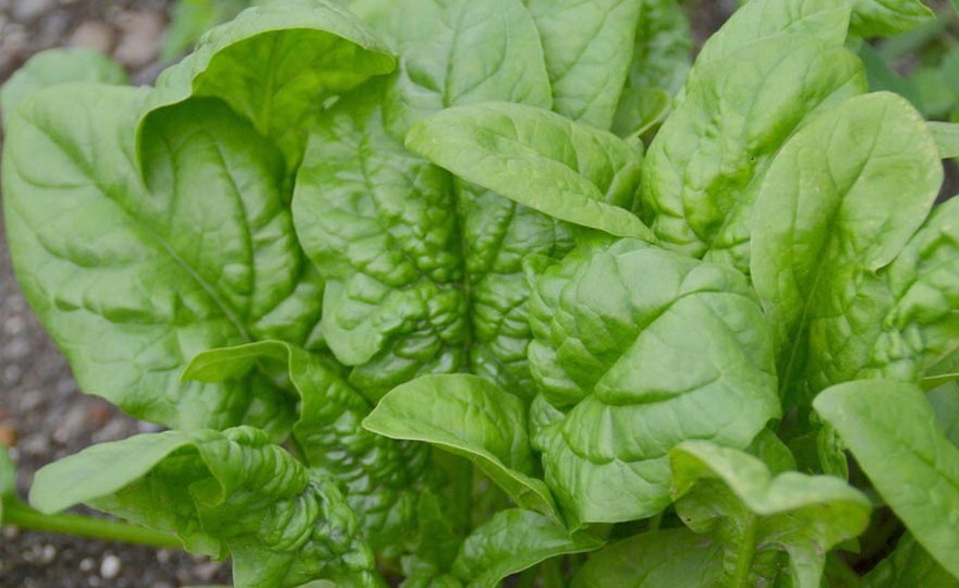 100+ seeds, Spinach Seeds – Bloomsdale Long Standing, heirloom, open pollinated