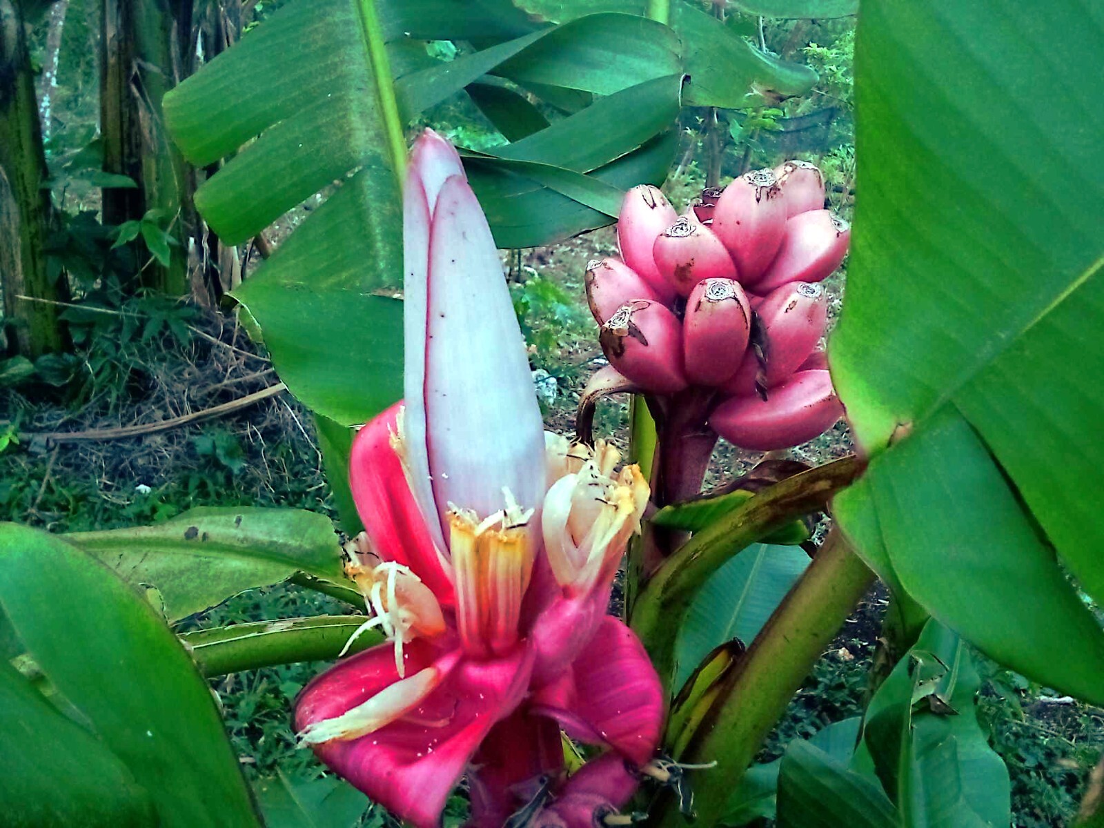 Pink Dwarf Banana Tree Fruit Plant Seeds (Musa velutina) Rare Fast Hardy-Zone 7b