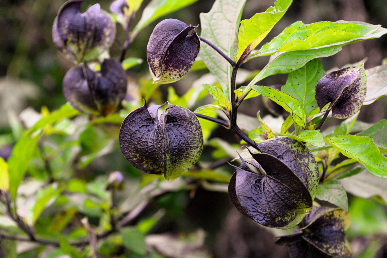 100 APPLE OF PERU Shoofly Plant Nicandra Physalodes Flower Seeds *Comb S/H