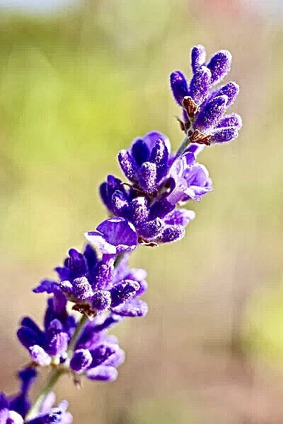 500 + Lavender Vera Seeds / Perennial / NON-GMO/True English Fragrant/Free Ship