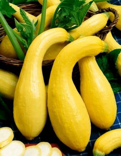 Squash Seeds, Yellow Crookneck, Summer Squash Seed, Non-Gmo Heirloom Squash 35ct
