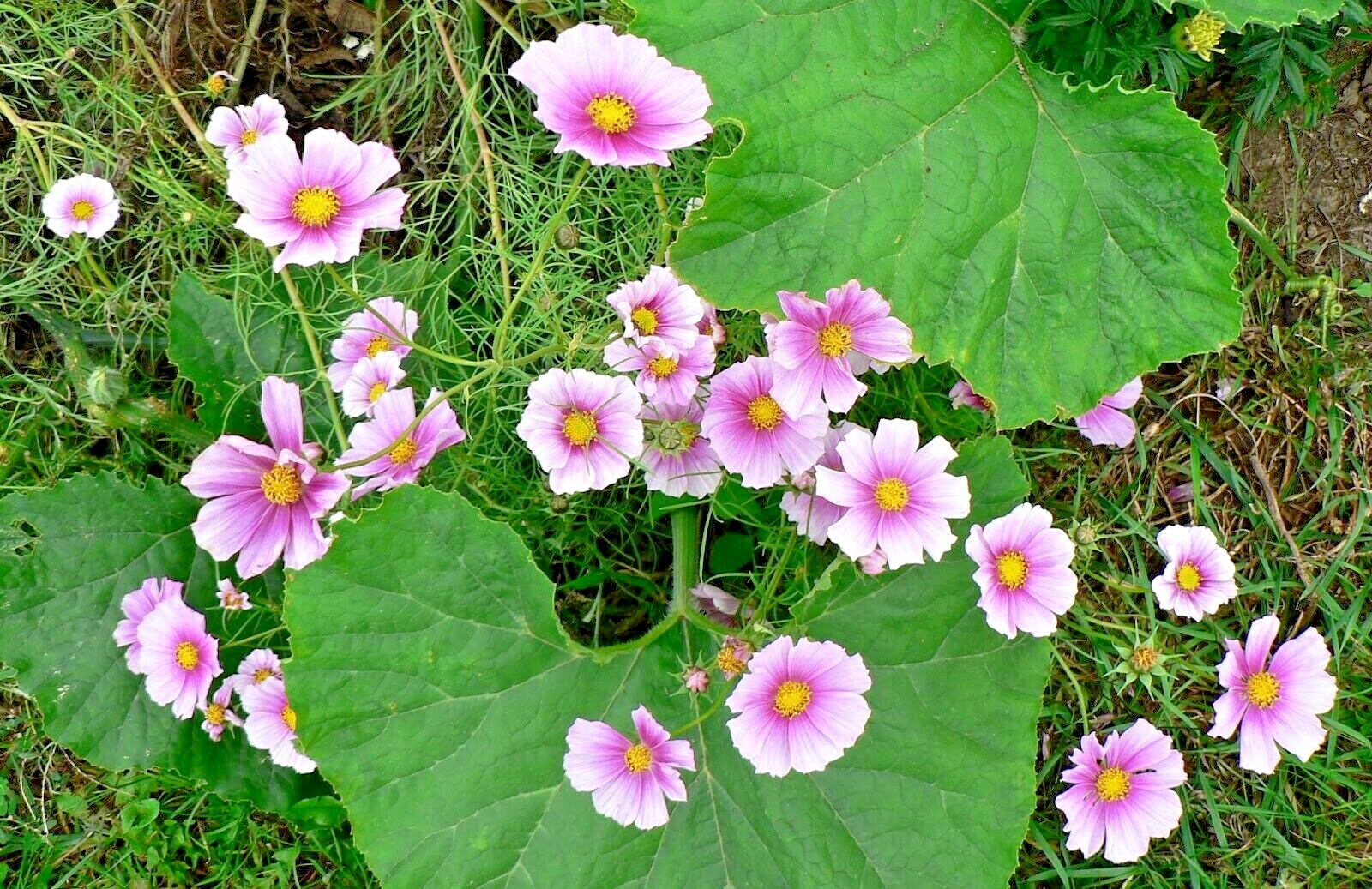 301+COSMOS DAYDREAM Seeds Wildflower Heat Drought Poor Soils Pollinators Easy