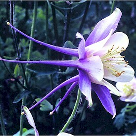 Aquilegia caerulea Rocky Mountain Blue 500 seeds