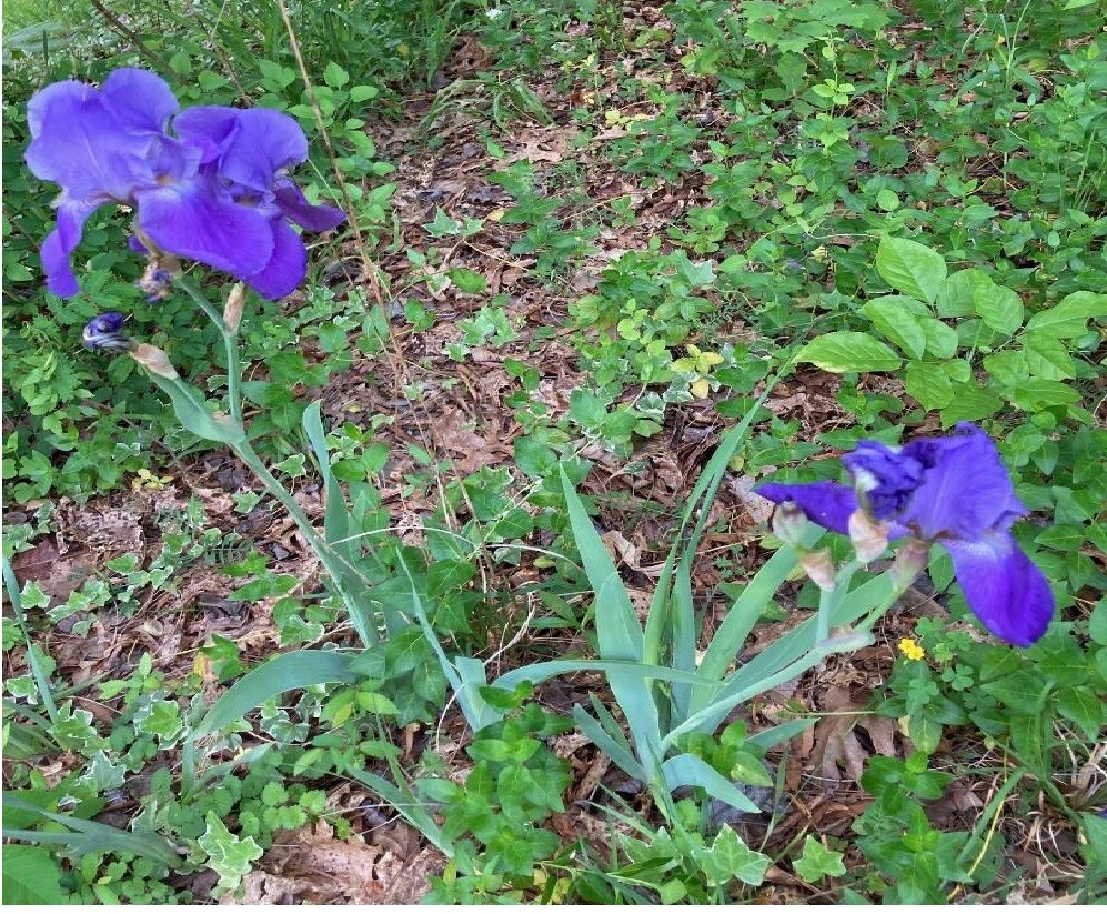 Purple Iris Perennial Pond/Land Plants 10 + Seeds USA Seller