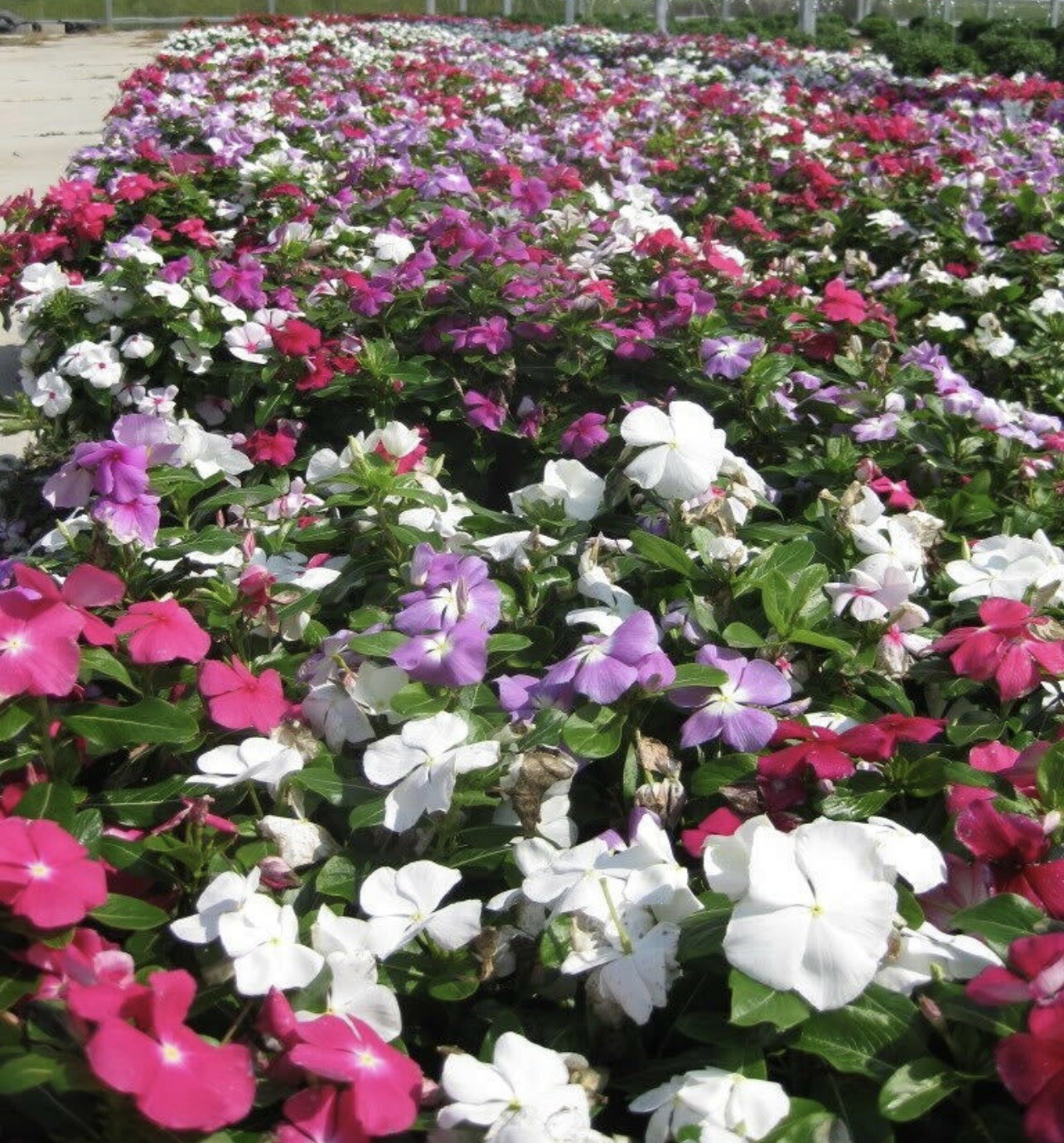 Vinca- Periwinkle- Mix- 6” Pot