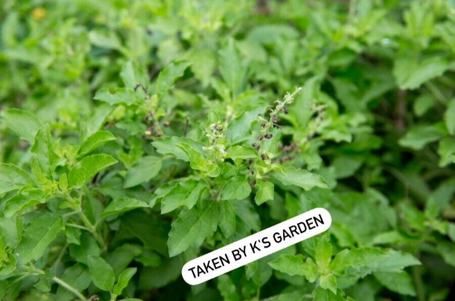 HOLY BASIL SEEDS, HƯƠNG NHU TÍA, 聖羅勒, กะเพราขาว