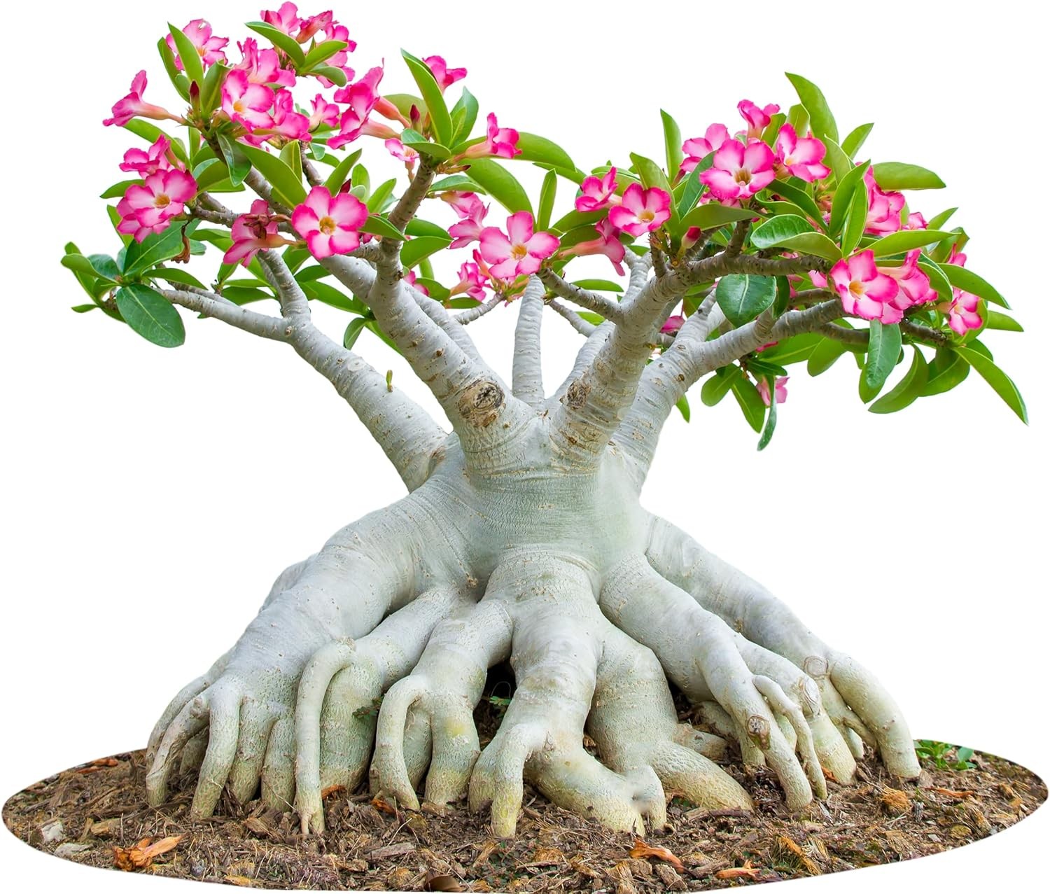 20 Desert Rose Seeds, Mixed Colors, Adenium obesum, Non-GMO Heirloom | Exotic fl