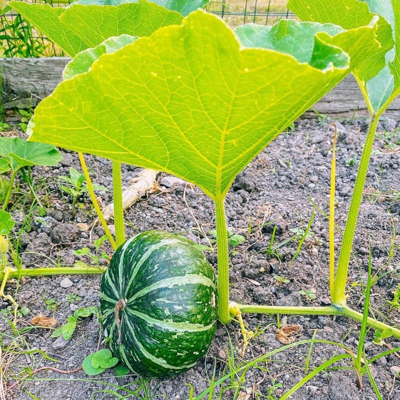 15pcs Kabocha Squash Seeds Japanese Green Pumpkin Variety for Outdoor Vegetable