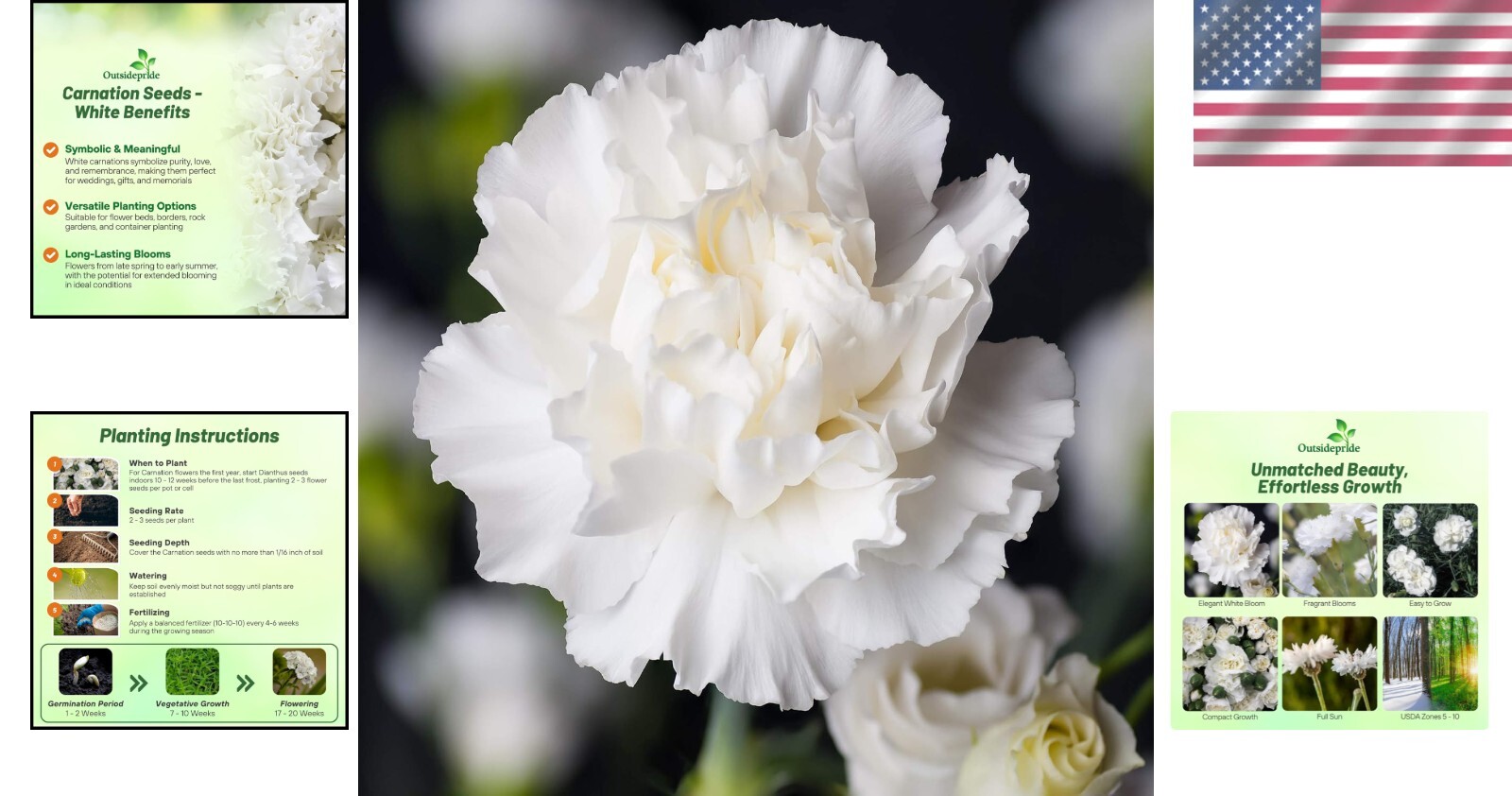 GMO-Free White Carnation Seeds – Easy to Grow, Attracts Pollinators, 1000 Pcs