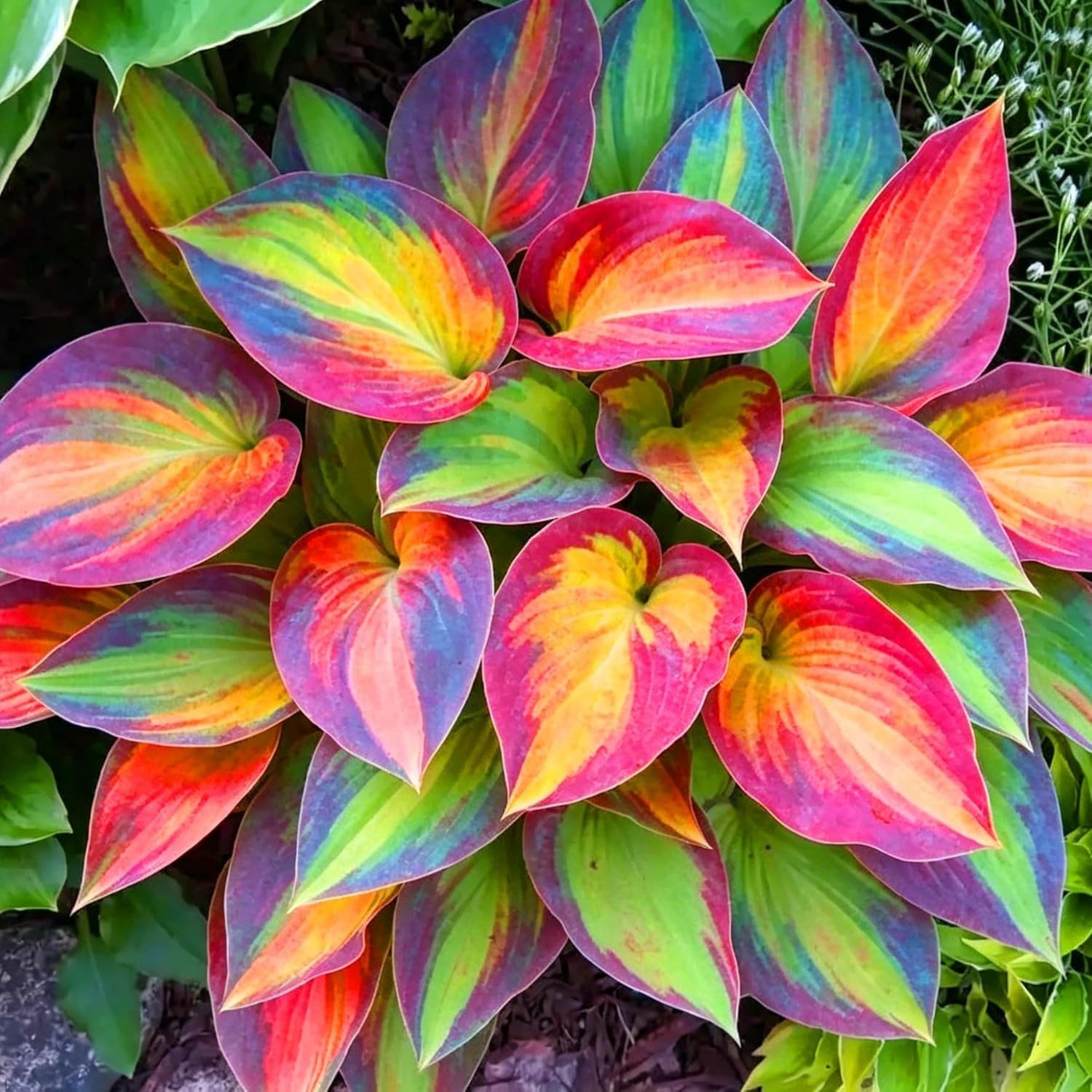 Long-Blooming Hosta Seeds – 310+ Air-Purifying, Low-Maintenance Plants