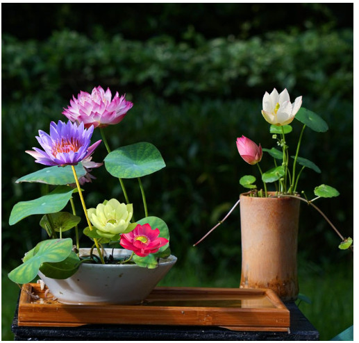 Jardinpatio 160Pcs Bowl Lotus Seeds Mixed for Planting Water Features Bonsai Lot