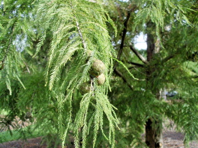 15 PEVE YELLOW BALD CYPRESS SEEDS – Taxodium distichum ‘Peve Yellow’