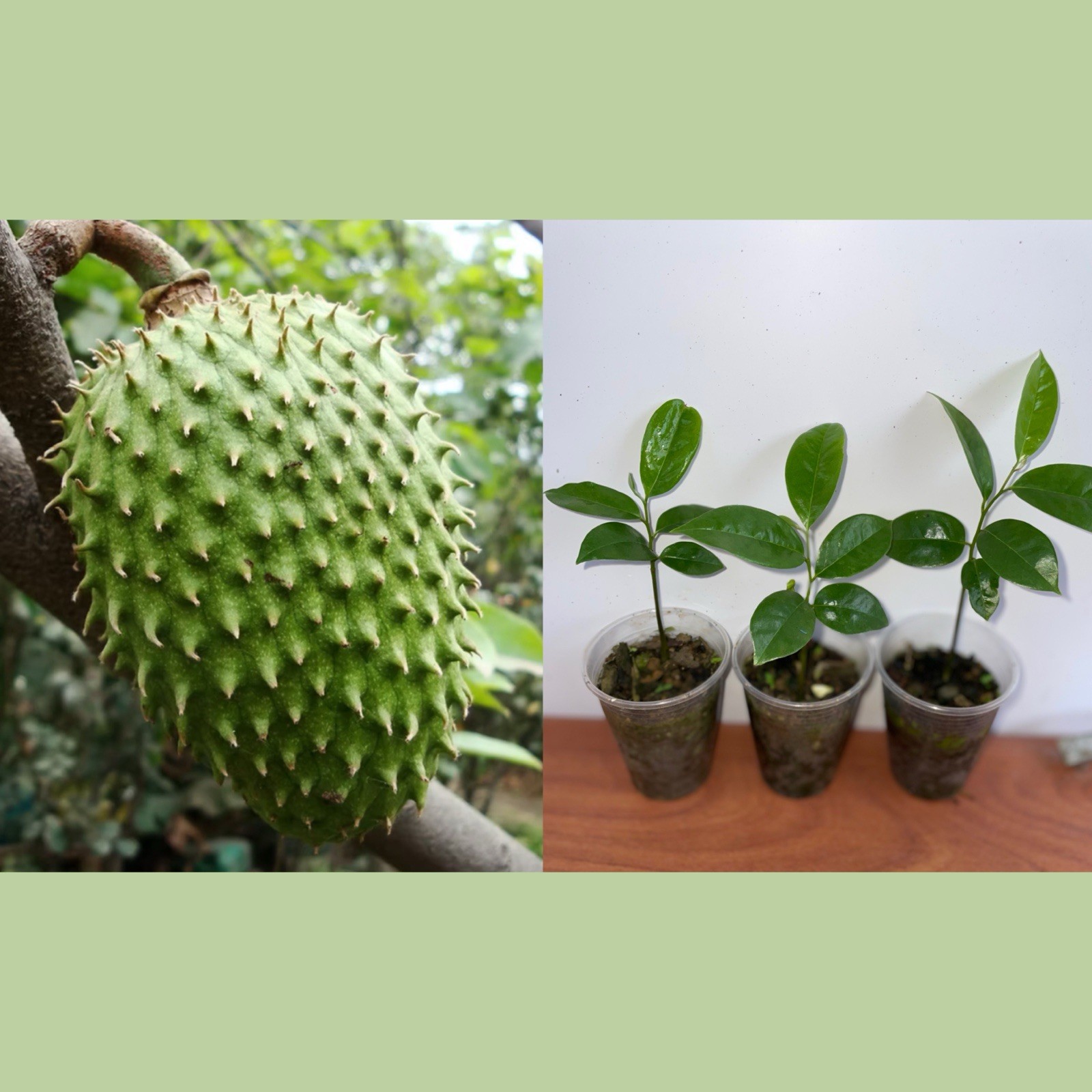 Live Soursop Plant 7 Inches Tall Annona muricata Tropical Fruit Tree Healthy