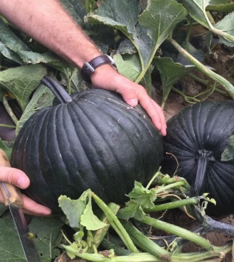 10 Dark Knight Pumpkin Seeds. Organic. USA Seeds. Ships free