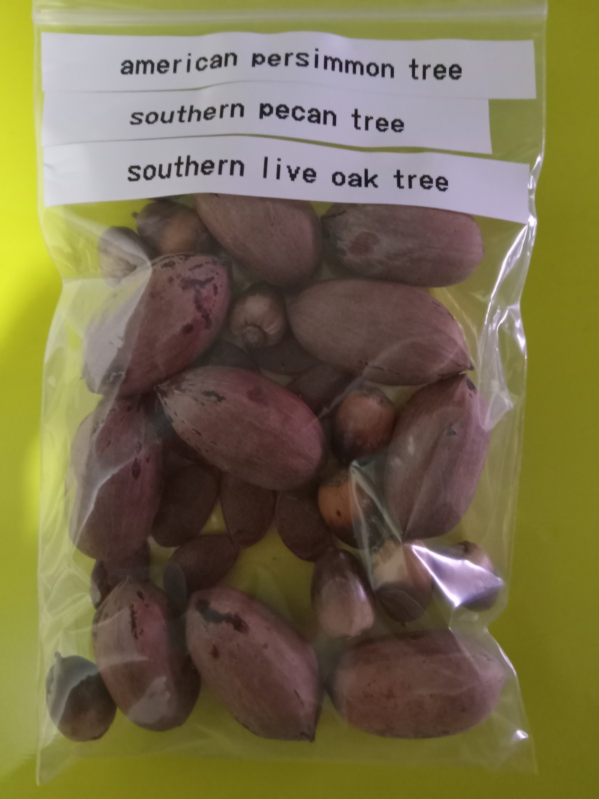 A Mixture Of Wild Life Tree Seeds