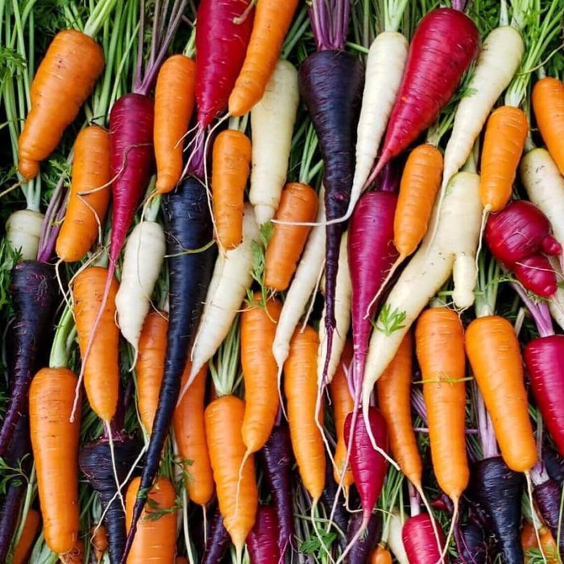Rainbow Blend Carrot Seeds for Planting (300 Seeds) – Colorful Blend of Exotic C