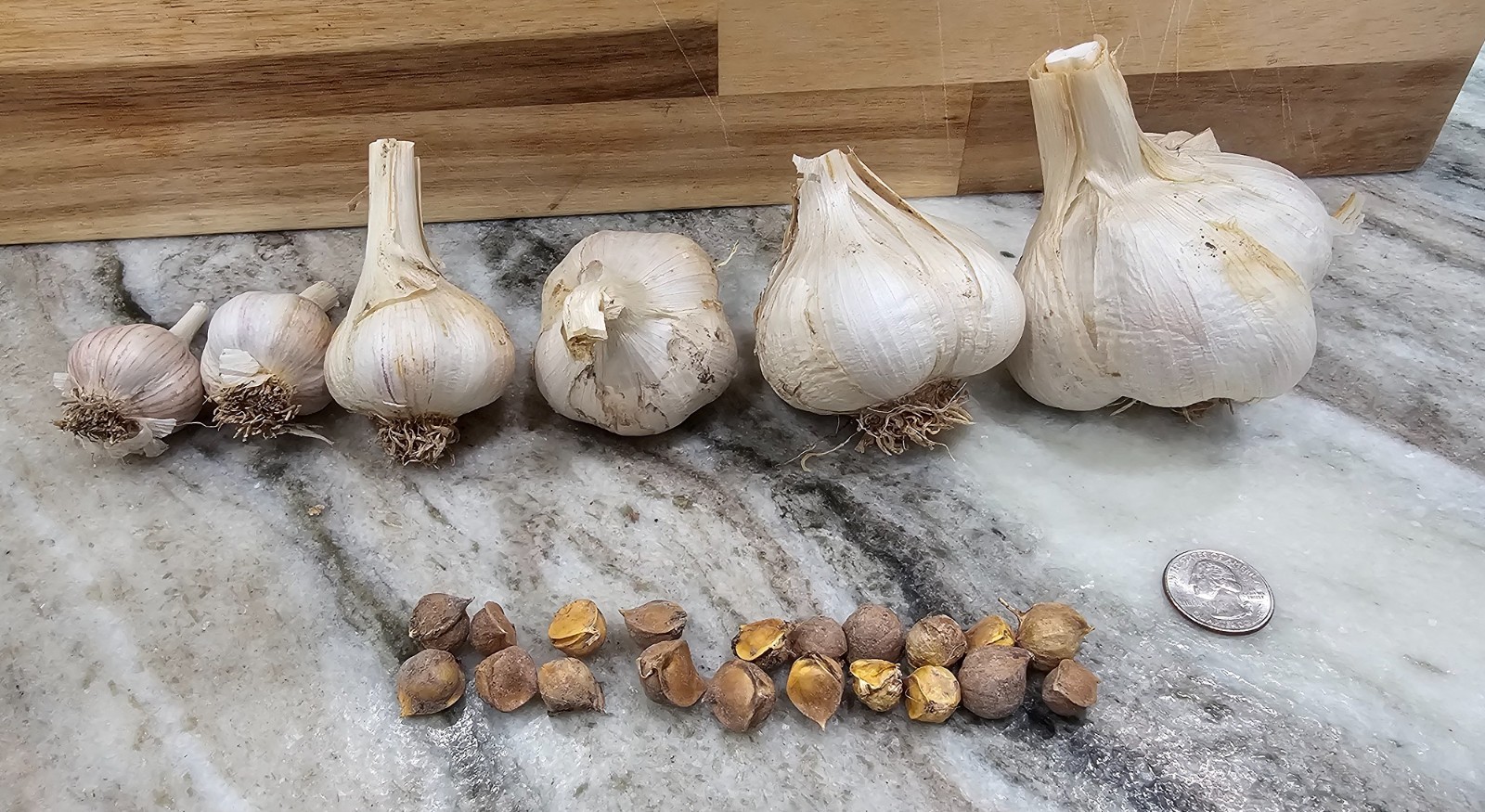 GARLIC SAMPLER MUSIC AND ELEPHANT PLUS CORMS AND GREY MAMMOTH SUNFLOWER SEEDS