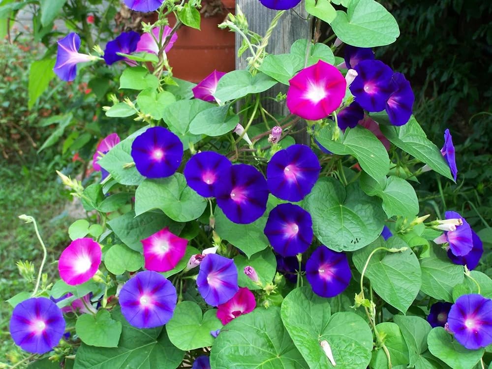 50+Tall Morning Glory Seeds Mix Climbing Vine Flower Fence Garden USA Flower …