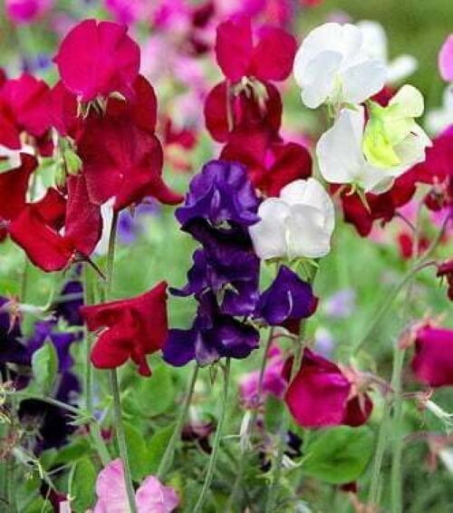 20+BIJOU Sweet Pea Mix Seeds Dwarf Sweet Pea Royal Mix Wildflowers Heirloom USA