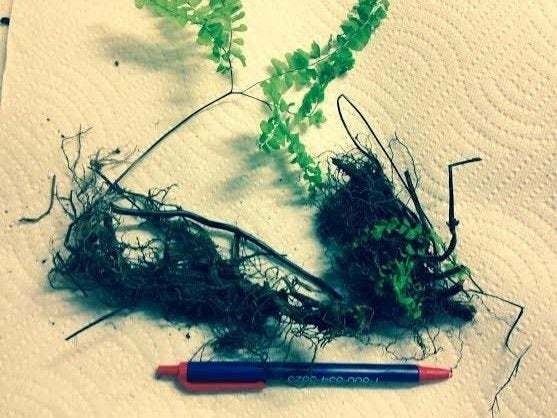 5 Lady Fern Roots/Root Systems – Common Ladyfern Plants – Athyrium filix-femina