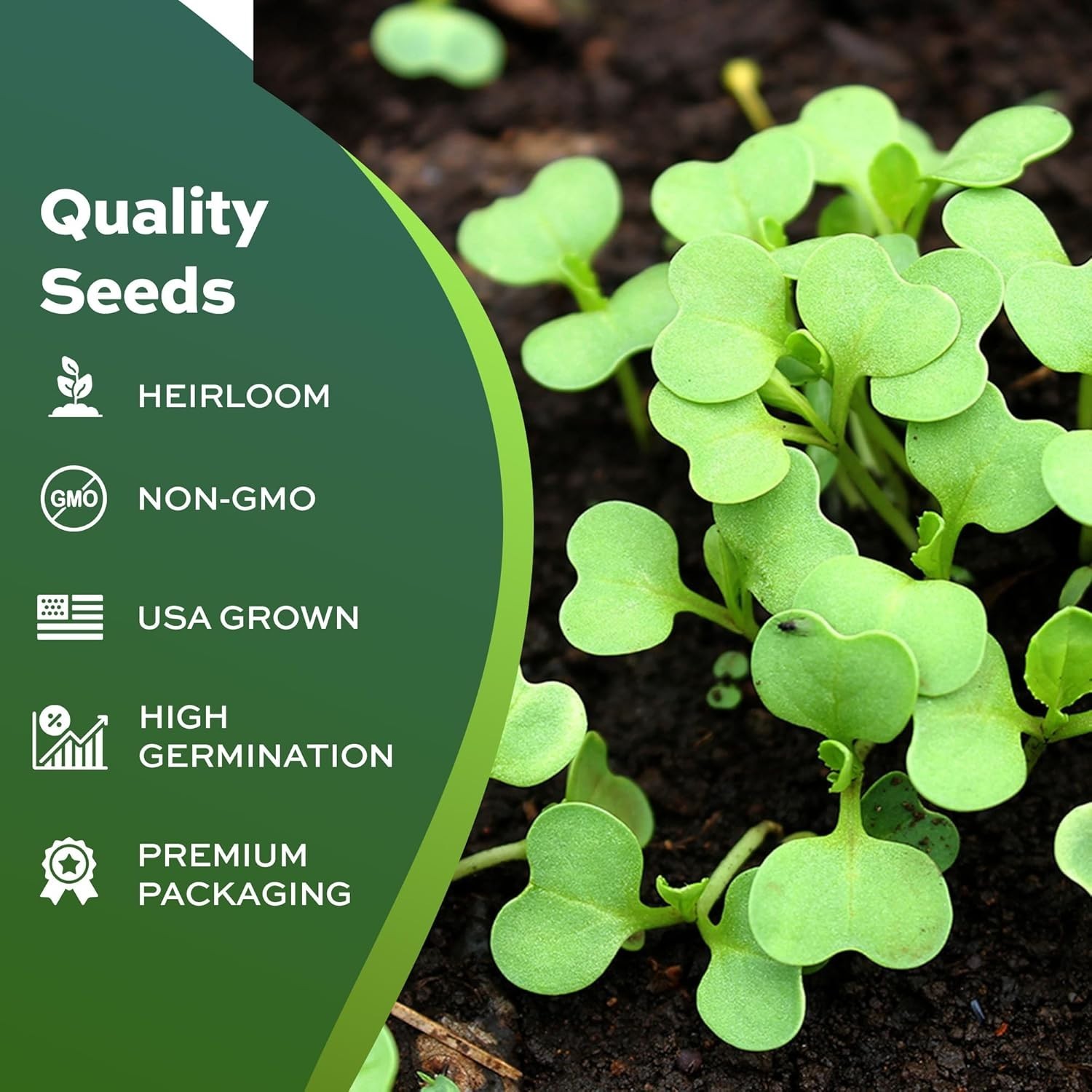 White Stem Pak Choi Seeds – 1000 Count Heirloom Organic Seeds for Home Gardening