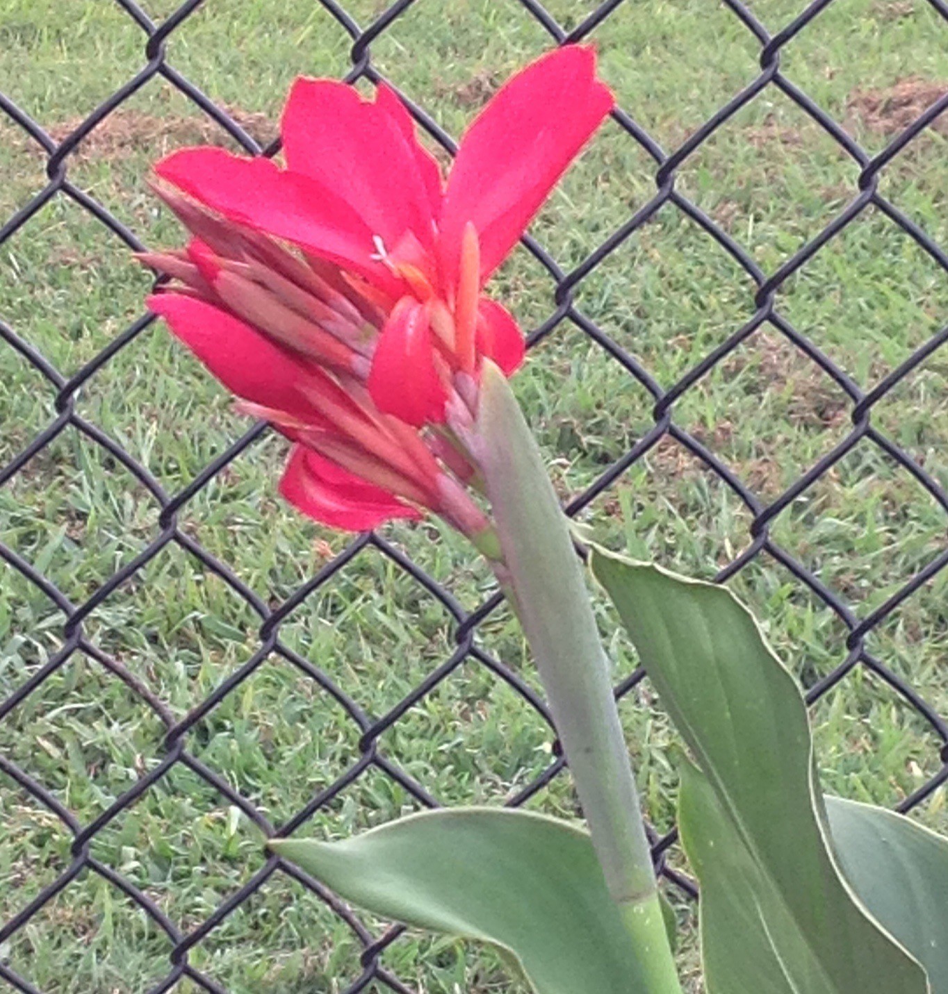 RED CANNA INDICA, INDIAN SHOT, BRILLIANT, VERY SHOWY, 50 FRESH HOMEGROWN SEEDS