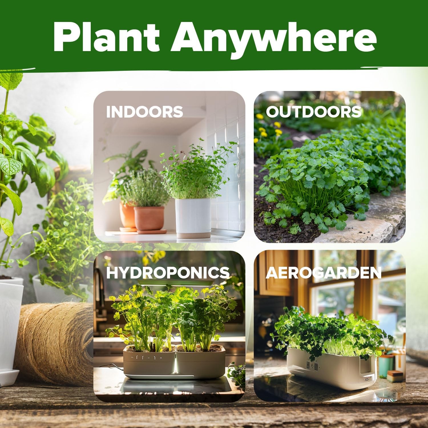 HOME GROWN Non GMO 500+ Cilantro Seeds for Planting Indoors or Outdoors Heir…