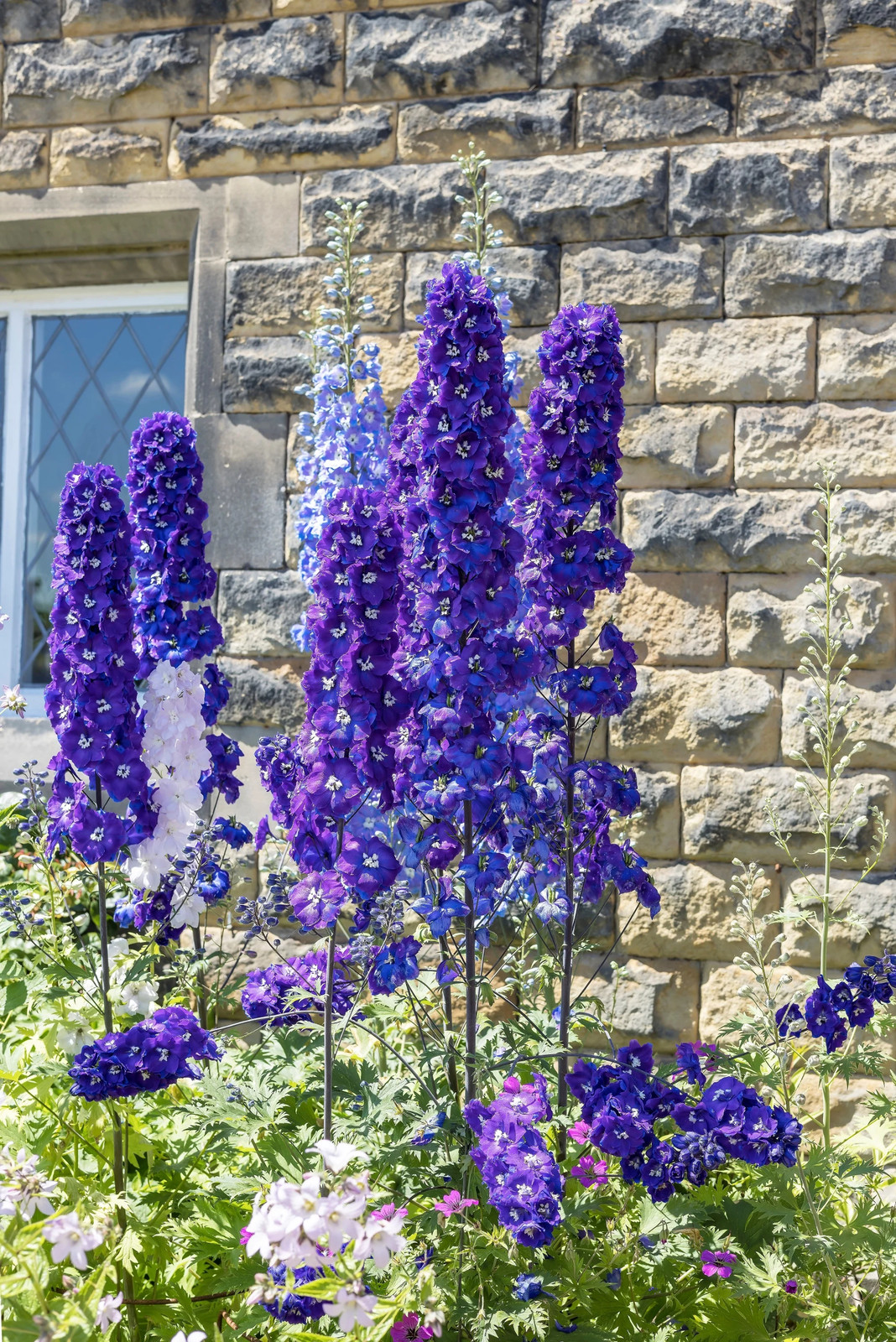 100 ROCKET LARKSPUR DELPHINIUM Consolida Giant Imperial Mixed Color Flower Seeds
