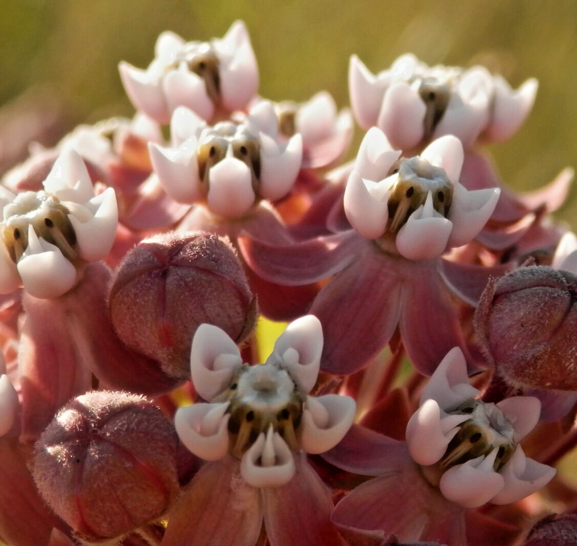 2000 ASCLEPIAS SYRIACA Seeds (Common Milkweed) Perennial Pollinator Flowers