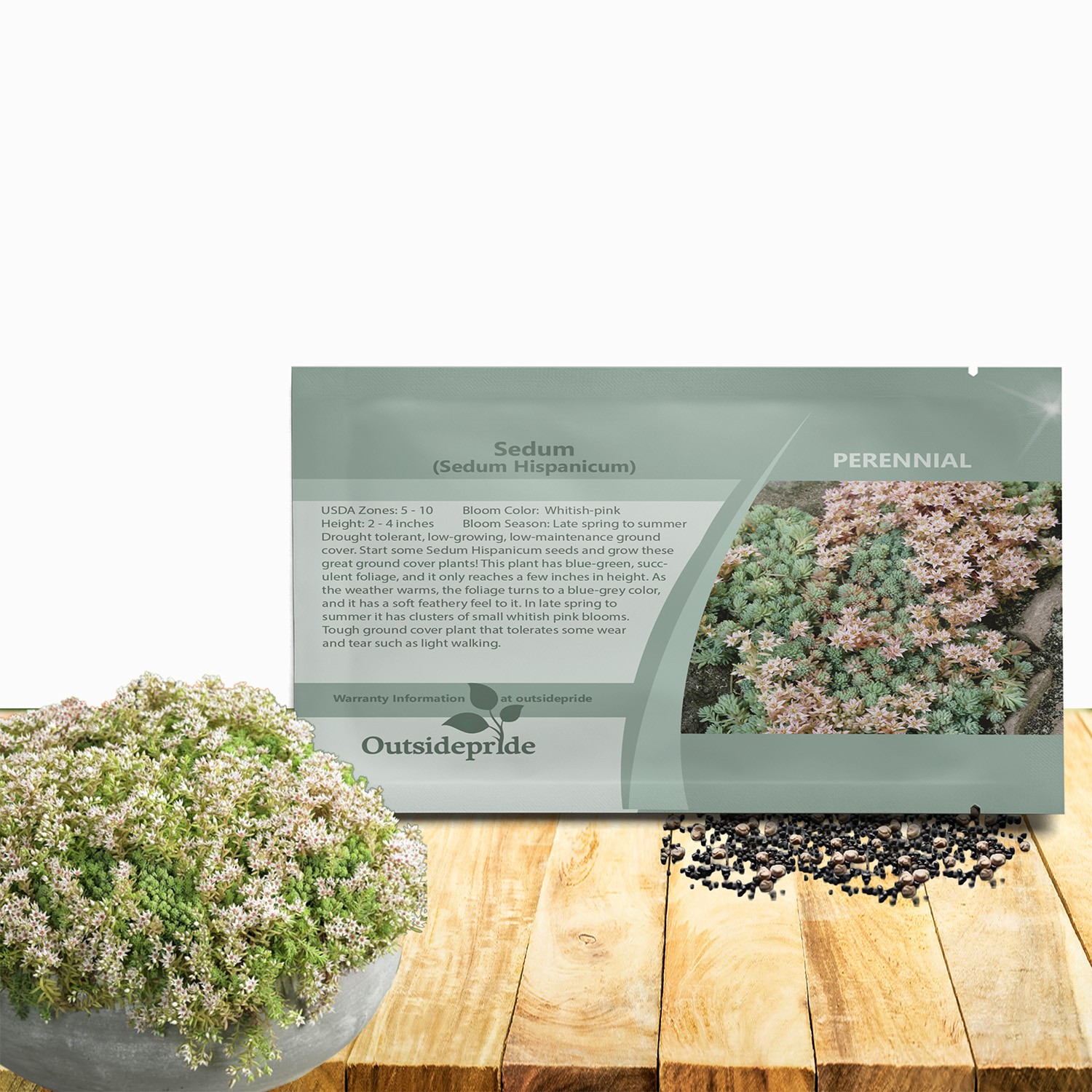 1000 Seeds Sedum Hispanicum Drought Tolerant Spanish Stonecrop Ground Cover