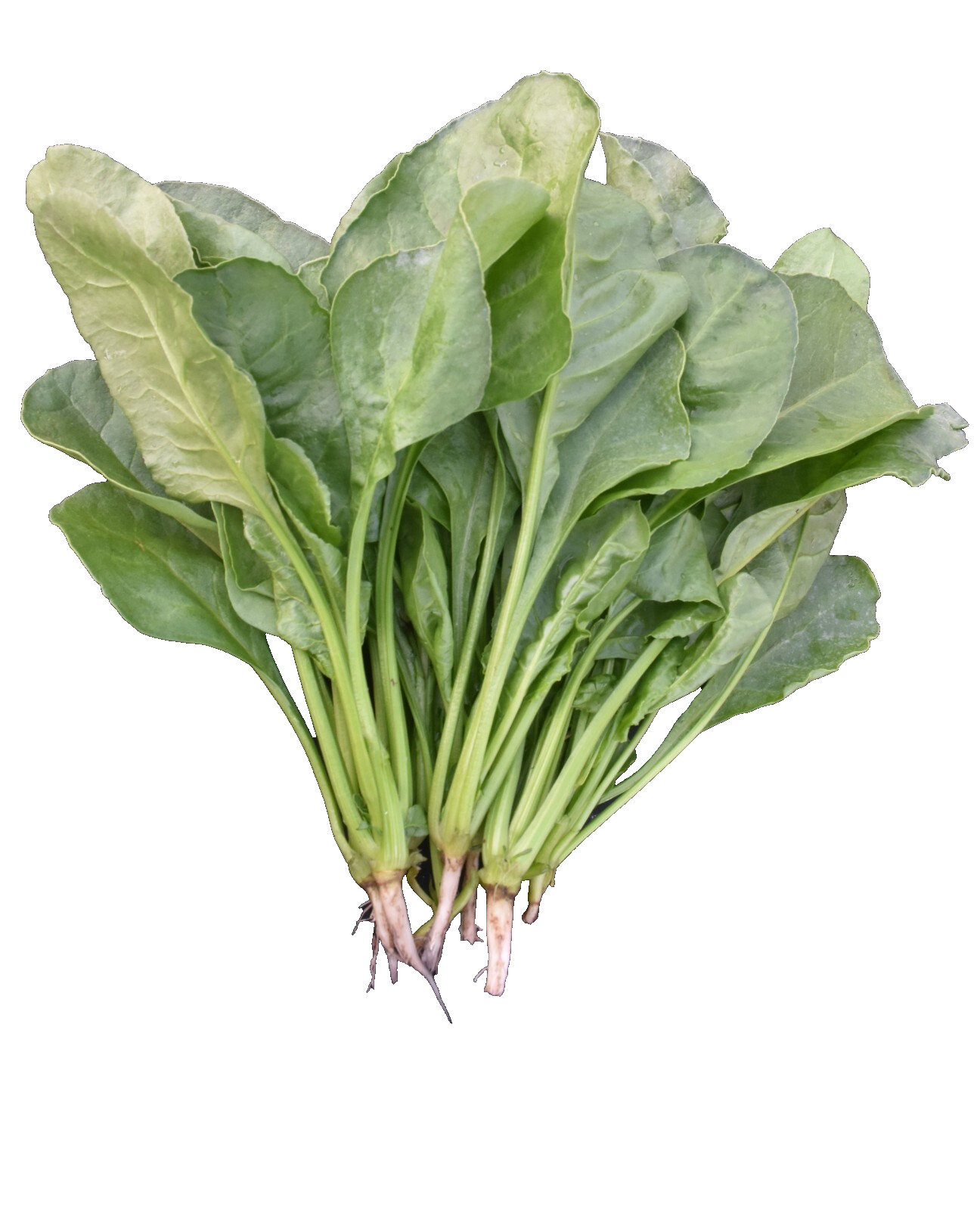 100 Grams Spinach Kopi Palong Shak Indian Spinach Seeds Bangladeshi Palong Shak