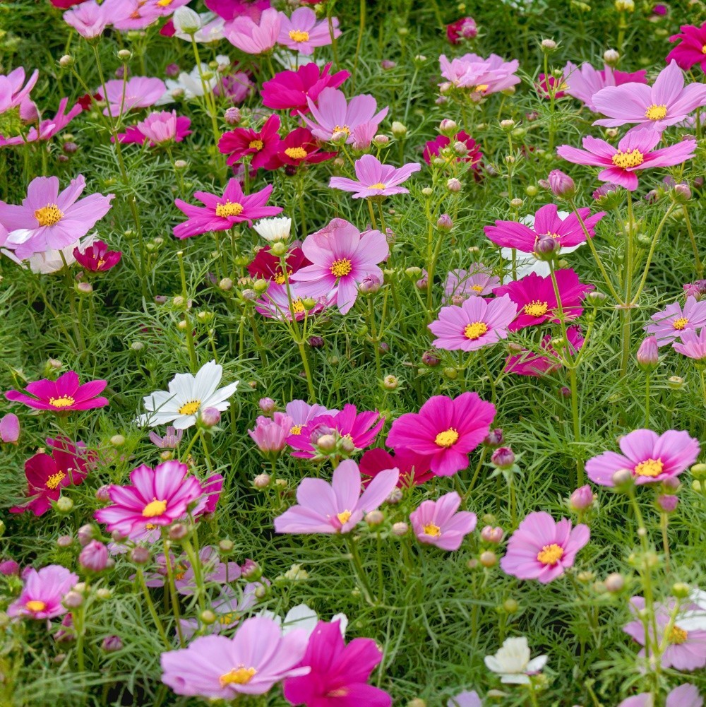 Bulk Seeds Mix Cosmos (Cosmos bipinnatus) Non-GMO Seeds Long Lasting Bloom 500+