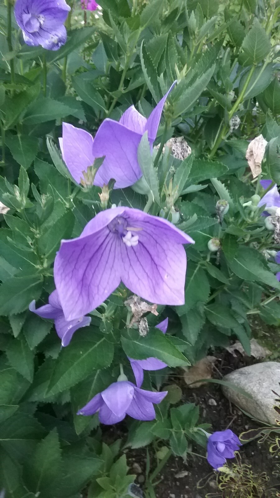 Platycodon grandiflorus, Balloon flower mix 35+ perennial seed