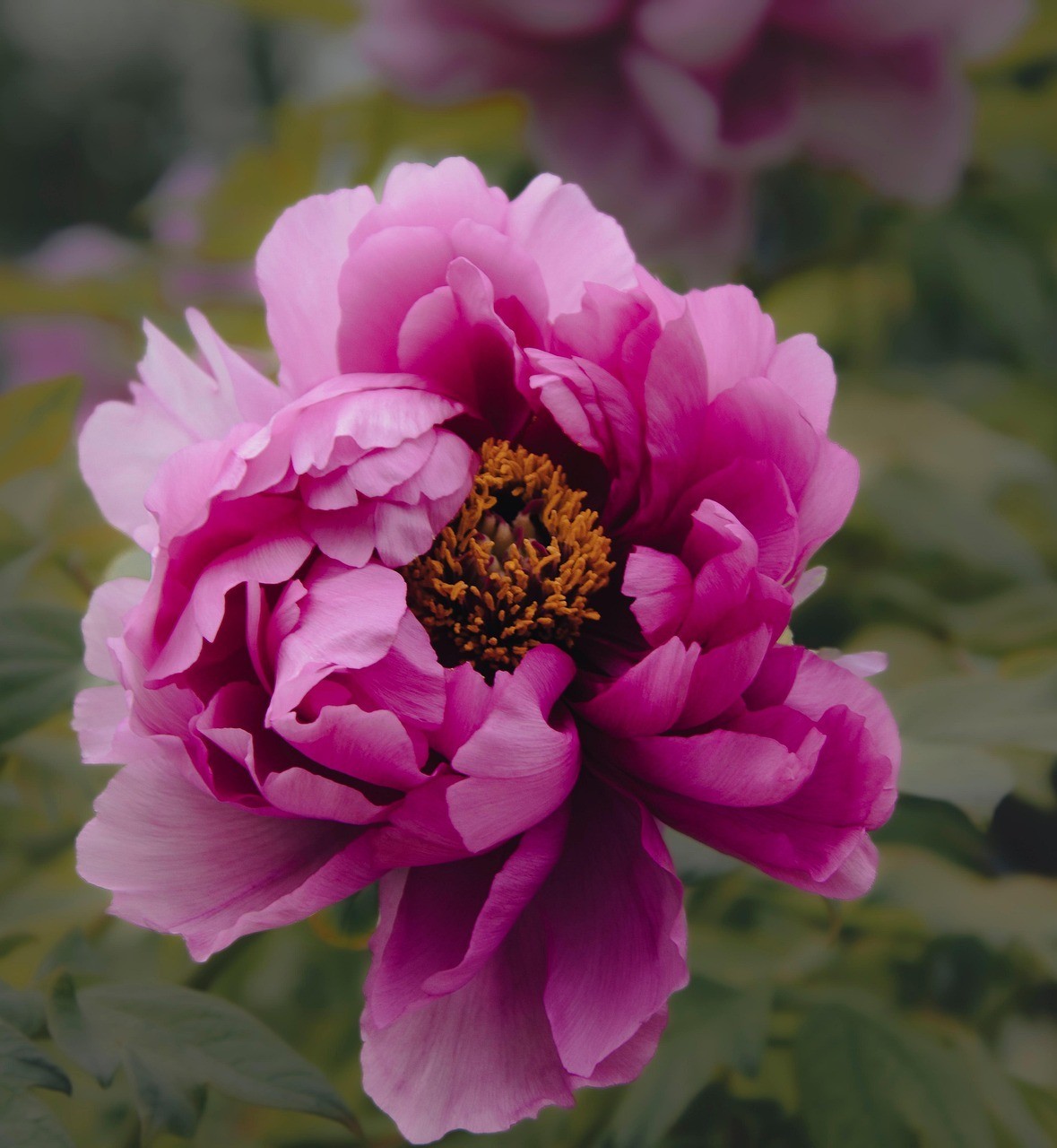 50 Peony Seeds for Planting – Mixed Color Peony Flower Seeds, Heirloom Garden Pe